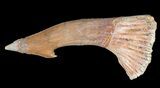 Bargain, Cretaceous Giant Sawfish (Onchopristis) Rostral Barb #64470-1